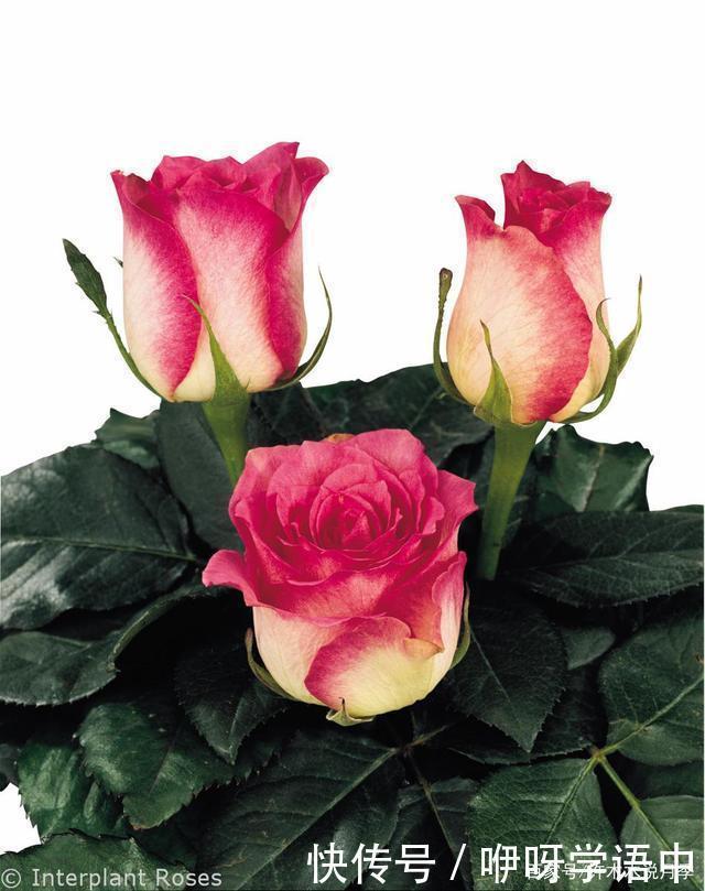 粉色|5款唯美粉色月季。美人如玉粉妆琢,粉色娇羞白如雪。抗病好养