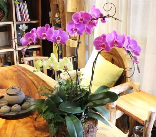 多菌灵粉|蝴蝶兰的养护方法,花大色艳,开出的花朵超漂亮