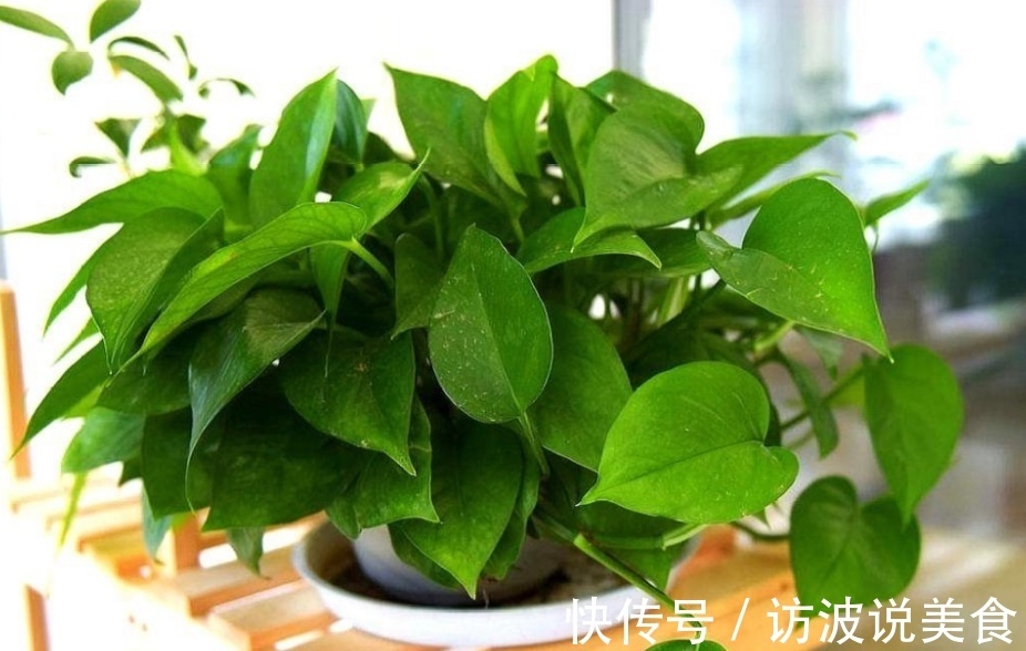 植株|夏天养绿萝，给它“喝3种水”，枝叶长得茂盛，长满花盆