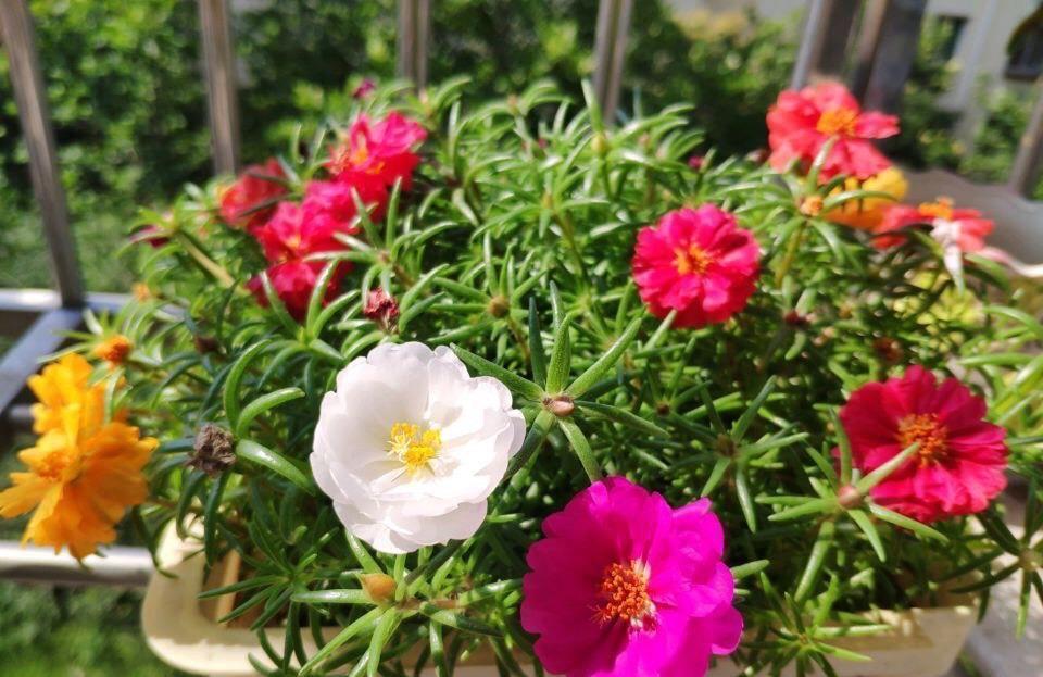 太阳花怎么过冬?用一种方法,顺利过冬,来年开花更多更美