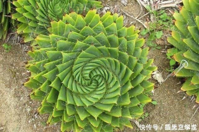 黄金万两|“价值”高的4种花,盆盆上千元,客厅养1盆,比啥花卉都强!