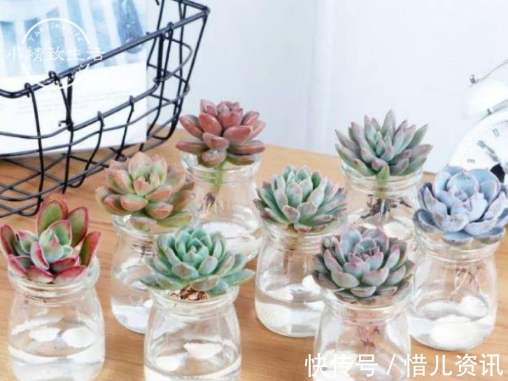 根系|不喜水的多肉,却可以水培2种操作方法,肉肉照样出状态