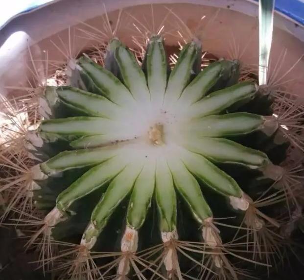 呼呼|常见的2种花,夏天多“切几刀”,才能呼呼冒“新芽”,翻倍的长