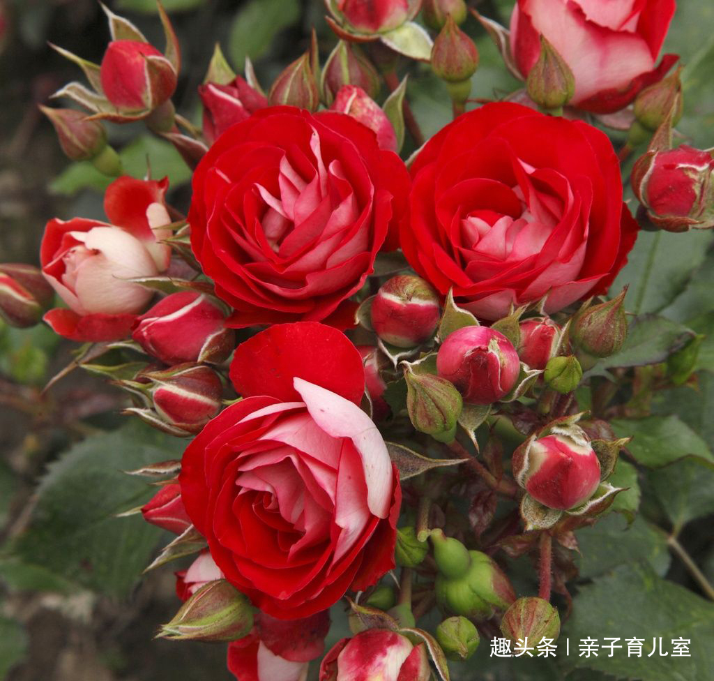 喜欢养玫瑰,不如养“玫瑰精品”德罗斯泰,花开红艳,浓郁芬香!