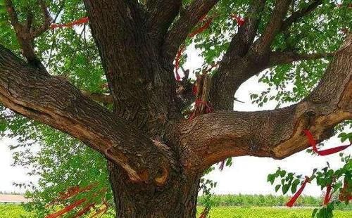  古人|古人讲“老龟烹不烂，移祸于枯桑”，啥意思？教你为人处世的道理