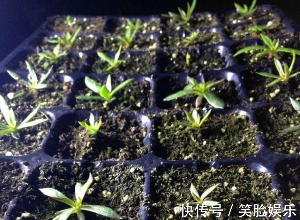 长寿花|这花像长寿花一样好养,全年不间断的开花,太美了