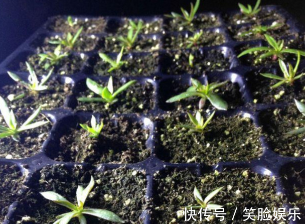 长寿花|这花像长寿花一样好养，全年不间断的开花，太美了