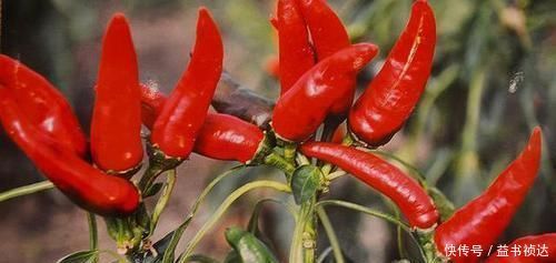 中年|甲状腺结节可以自愈吗忠告四物最好少碰,忍住的人结节散得快