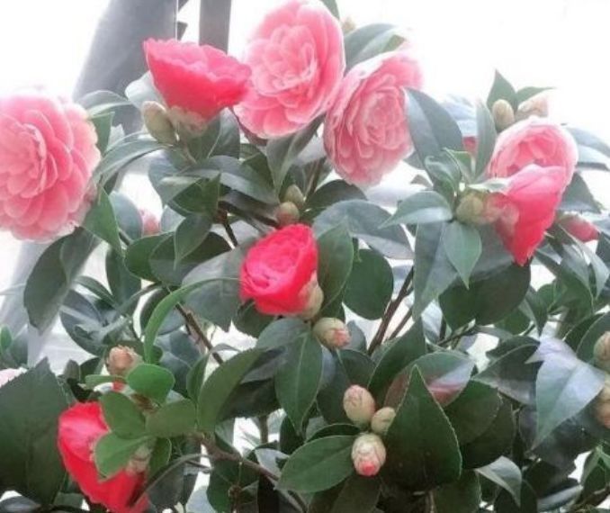 养这几朵花,花香浓郁,花期长,开花芳香四溢,花朵稠密惹眼