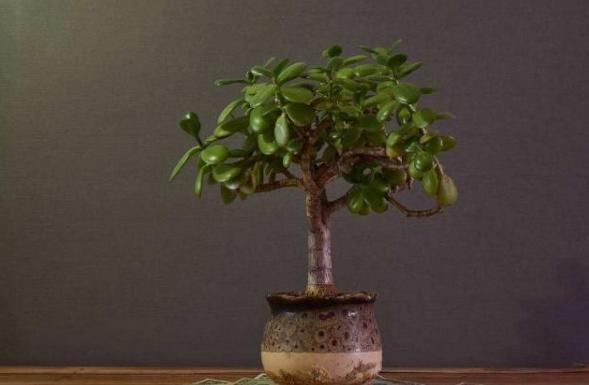  害气体|这3棵“树”买不起，偷偷截一段，埋下就能活，方便还实惠