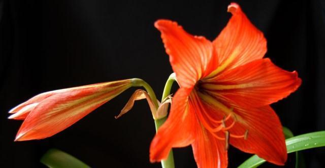 老祖宗说立冬家中摆上这3种“吉祥花”,佑家红红火火,吉祥如意