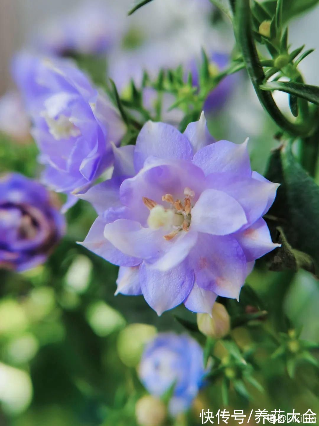 花苞|今冬最火网红花，密密麻麻“风铃”花苞，气质十足有格调