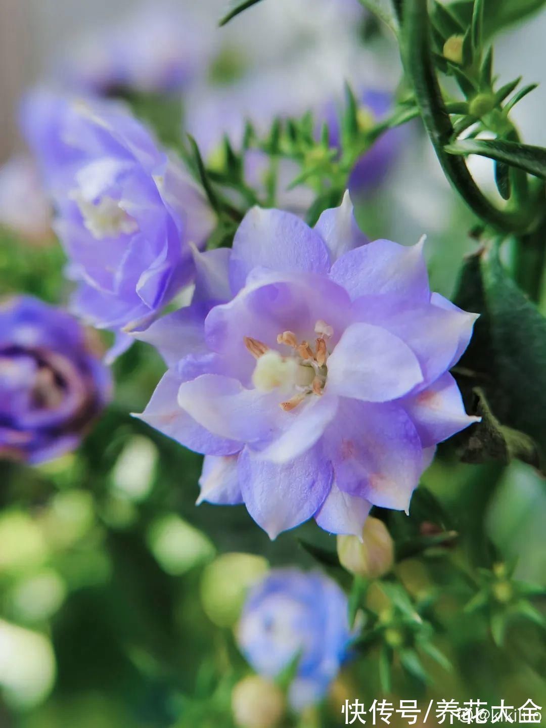 今冬最火网红花,密密麻麻“风铃”花苞,气质十足有格调