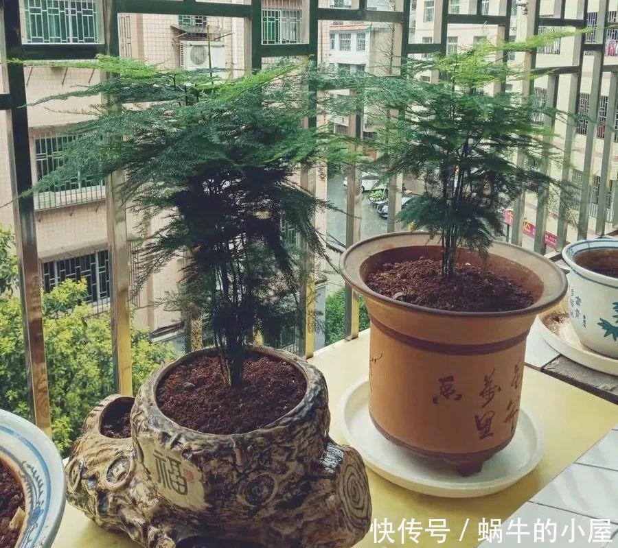 家里养文竹,春天注意这5个小细节,叶绿根壮长势好,满室书香气
