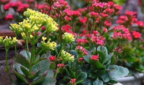 10月逛花市，5种耐寒花随便买，根壮叶绿，花艳，过冬省心