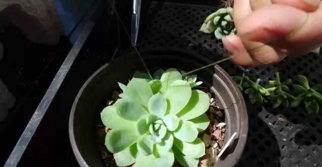 多肉修剪技巧,剪1根长1盆,再也不用在外面买了,划算