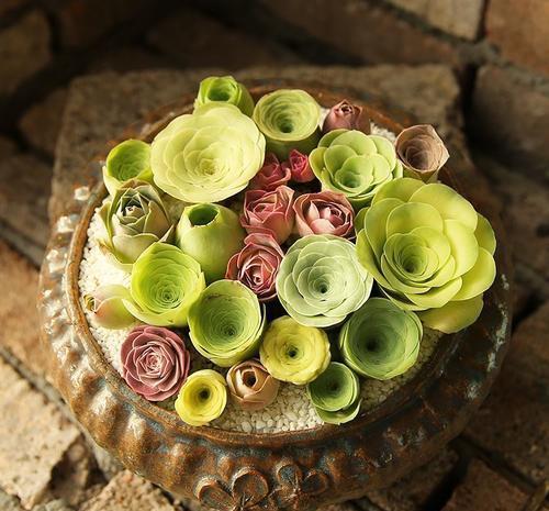 4种迷人多肉,光看一眼就沦陷了,谁见了都夸美,值得拥有!