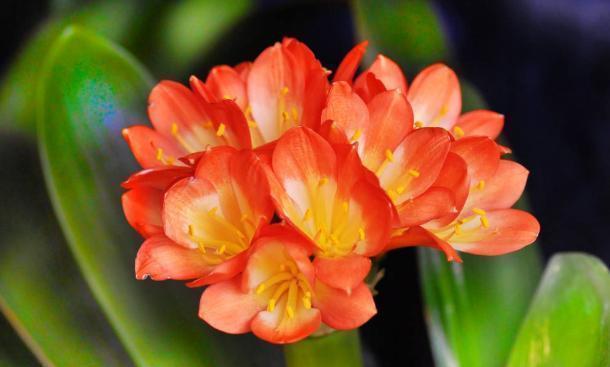 小齐|养君子兰3年不开花现在给它用点“小手段”,不出俩月出花苞