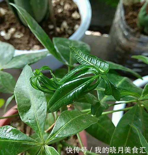 发财树叶子卷曲不好看,4个原因要纠正
