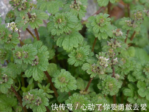 珍珠莲|宝盖草，乡间常见的一种野草，叶片像“宝塔”，一层连一层！