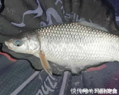 水域|用加粗尾浮漂野钓,调漂不对难上鱼,老钓友解析加粗尾的调钓方法