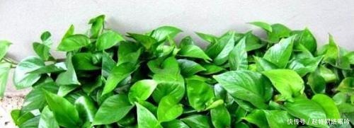 绿萝|这种食品过期了别丢,给绿萝、吊兰“吃”,10年不黄叶!