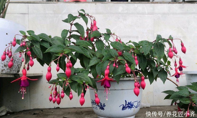 浇水|倒挂金钟如何修剪？想要让它开花多，一年只需剪2次