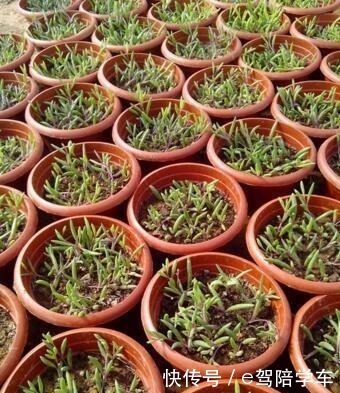 6种花最适合春天“扦插”,7-10天就生根,好活,长得快!