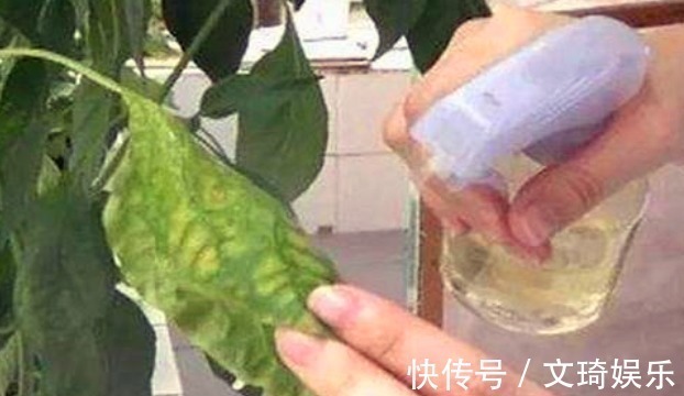 植物叶片不油绿，很多人会用淘米水、黄豆水，其实都不如这种水