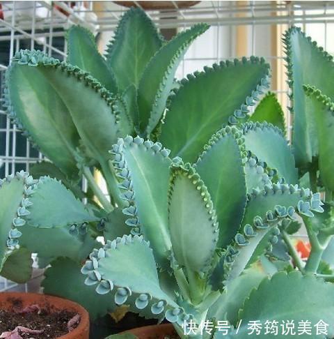 快速消灭入侵多肉“不死鸟”,要放大招,连根拔十次,彻底消灭光