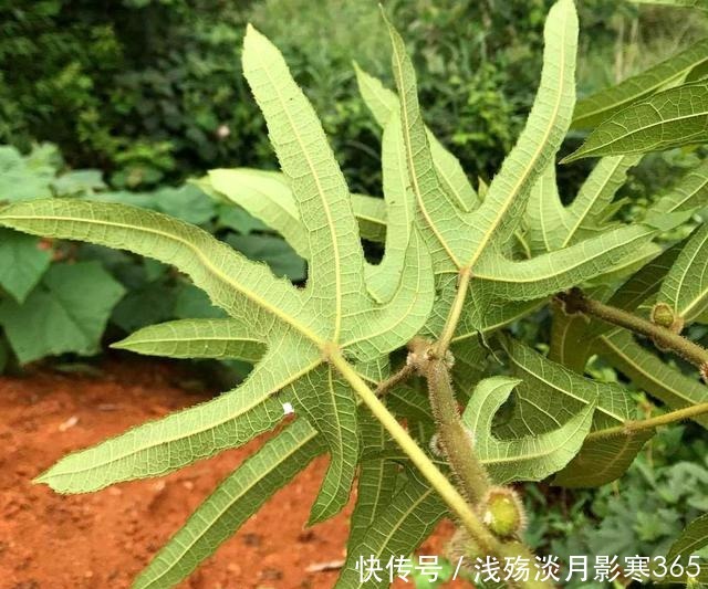 五指毛桃|这植物人称“五爪龙”，看着不起眼，用处却不少，可惜不多见了