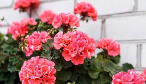 难怪|蚊子见到就掉头的洋绣球,难怪外国人都爱养,养一盆和蚊子说拜拜