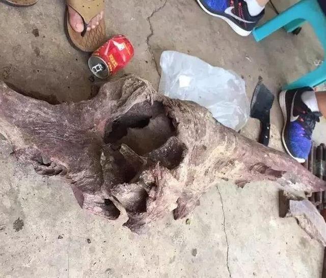 空心|十五万买了根海黄根瘤料, 切开发现里面塞了一块水泥,概不退换