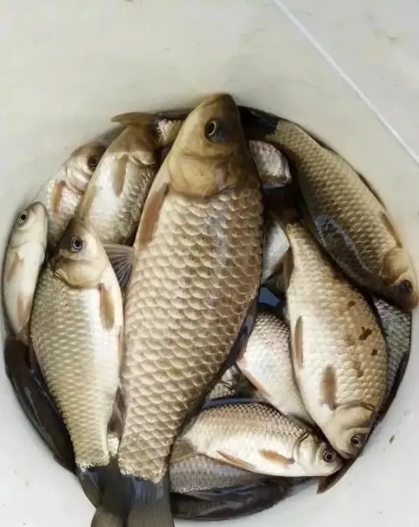 被钓“烂”的钓点该怎样钓?用这4招,钓友都羡慕的不行!