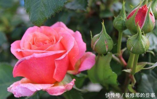 4种花颜值超高的,冬天开花很漂亮,满树都是花朵