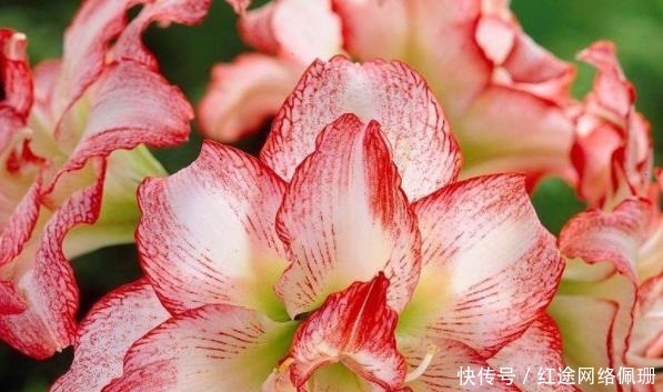 这5款花恰恰相反,浇水多黄叶烂根快就因它,养花不可不知