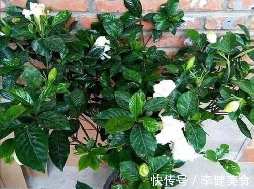 养花:因为土壤呈碱性而引发黄叶问题,就该用这几样“水”解决