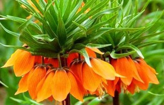 三七花|人到中年想长寿，推荐常吃3种食物，排毒养颜，有益健康！