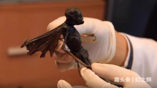 夏娃|传说中的“精灵”真的存在或许是世间罕有的一种生物