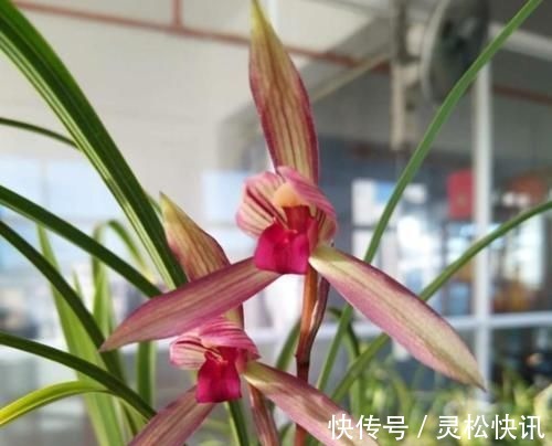 这三种兰花,花旺人更旺,花红浓香,百看不厌,是冬日养兰首选