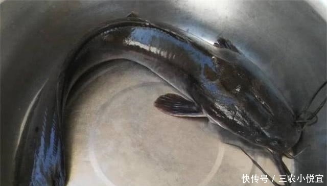 最脏|它是全球最脏的鱼, 亩产量就高达2.5吨, 但是却无人敢吃