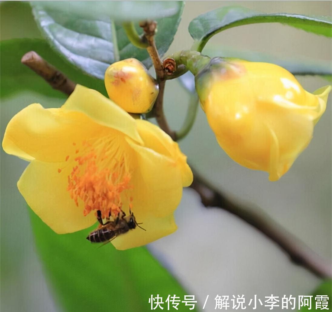 此花真不错,花色金黄,营养丰富,观赏食用两不误,你见过吗