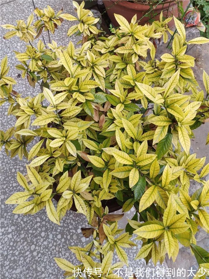 养花技巧最难养的花,买多少死多少,想想就生气!