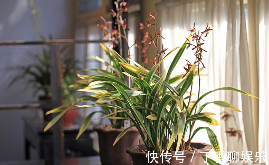 海苔|兰花最怕“上干下湿”,教你3招有效改善,根系健壮不空根