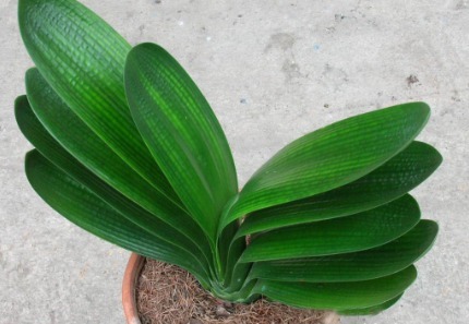 路边没人要的“小东西”,捡来养花,透气营养高,10年不换盆!