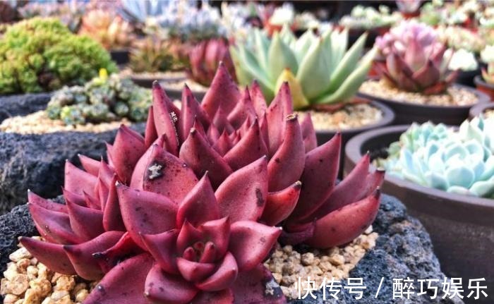 叶绿素|多肉植物为什么会变色?科学家的养肉秘籍,4招教你给多肉上色