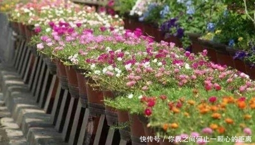 全日照|这5种花爱晒太阳,越晒花越多,很快就能爆盆!