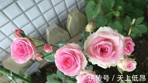 花期|花期超长的5种月季,单朵能开一个月,阳台养一盆,长期有花赏