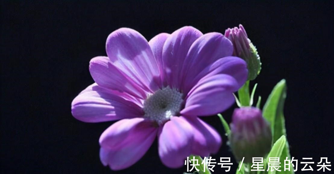 水仙花|养这5种盆栽，0℃都开花，且最后一种花期超长，像假花一样