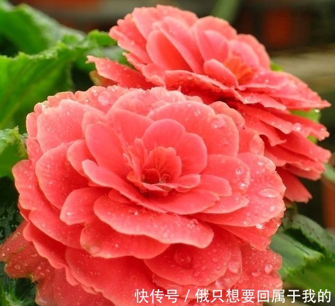 喜欢在家中养护花卉,就要选择花大色艳,花期长,美丽漂亮的花卉